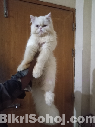 Persian cat male